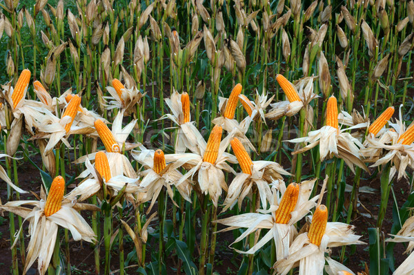 Experiment garden, yellow maize, Vietnam, agriculture, corn Stock photo © xuanhuongho