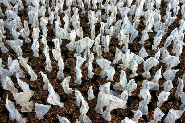 Kwekerij plant tuin fruitboom groep delta Stockfoto © xuanhuongho