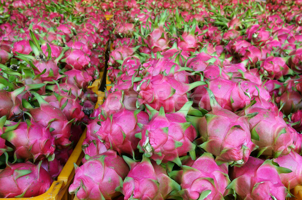 Dragon fruit, agricultural product, Vietnam Stock photo © xuanhuongho
