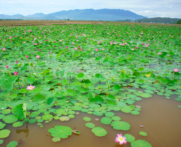 Vietnam virág lótuszvirág lótusz tavacska virágzik Stock fotó © xuanhuongho