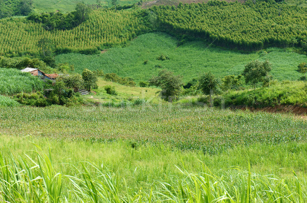 зеленый сельского хозяйства завода огромный области сахарного тростника Сток-фото © xuanhuongho
