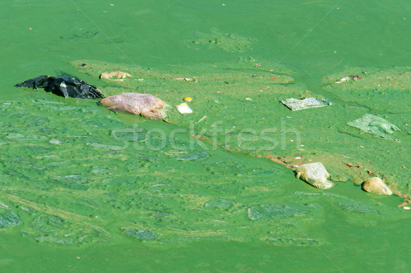 Polluted water, green algae Stock photo © xuanhuongho