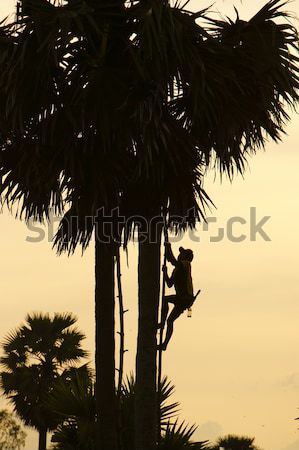 Homem subir palmeira silhueta pôr do sol Foto stock © xuanhuongho