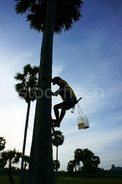 man climb palm tree Stock photo © xuanhuongho