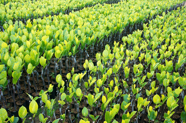 nursery plant, nursery garden, fruit tree Stock photo © xuanhuongho