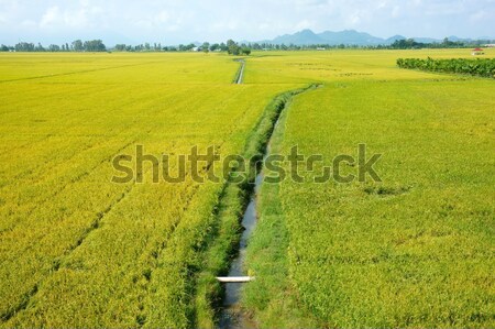 Vietnam vidék tájkép rizsföld óriási citromsárga Stock fotó © xuanhuongho