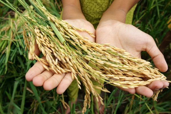 Világ étel biztonság éhínség Ázsia rizsföld Stock fotó © xuanhuongho