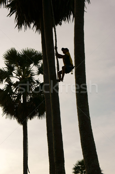 man climb palm tree Stock photo © xuanhuongho