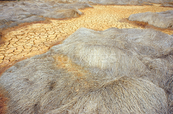 Susza gruntów zmiany klimatyczne hot lata siano Zdjęcia stock © xuanhuongho