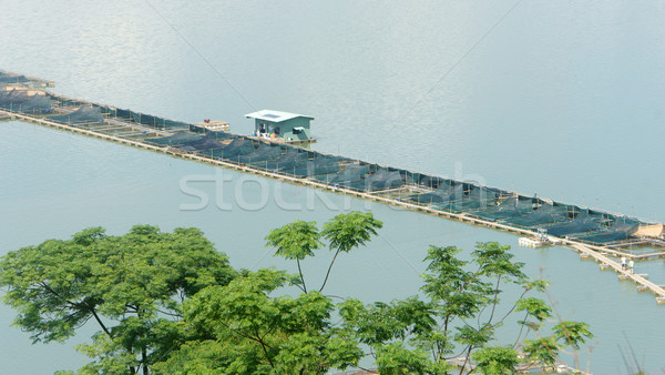 Hal gazdálkodás tank Vietnam tó nagy Stock fotó © xuanhuongho