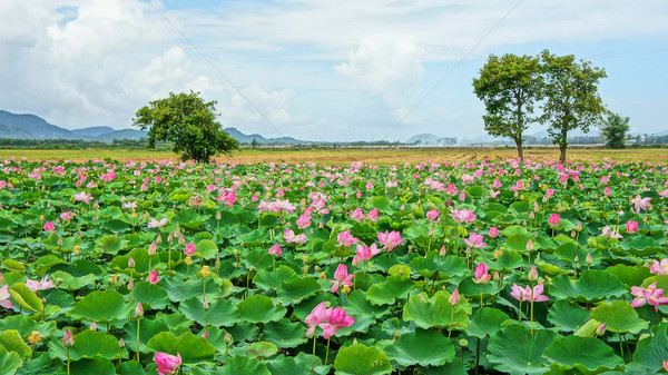 Vietnam Reise delta Lotus Teich Eindruck Stock foto © xuanhuongho