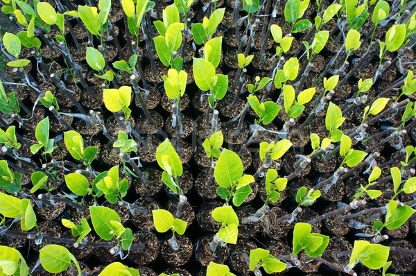 nursery plant, nursery garden, fruit tree Stock photo © xuanhuongho