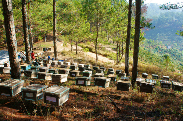 Vietnã abelha mel agricultura grupo Foto stock © xuanhuongho