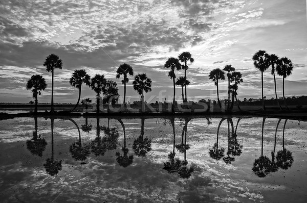 Foto stock: Palmeiras · silhueta · água · belo · paisagem