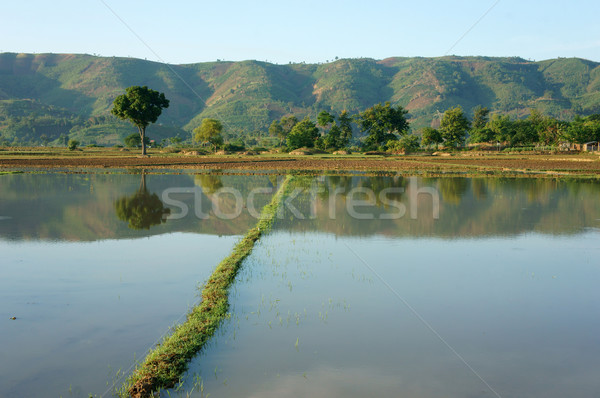 Agriculture field, tree, mountain, reflect Stock photo © xuanhuongho