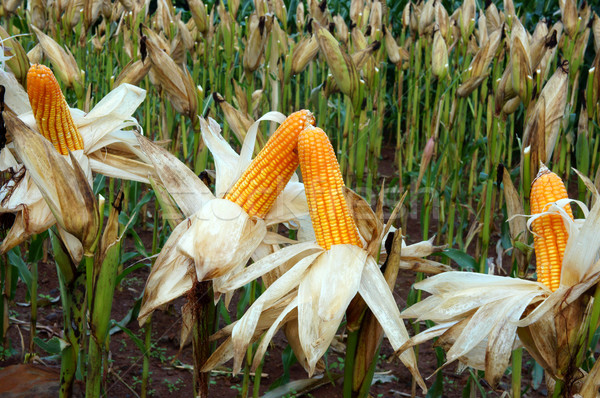 Experiment garden, yellow maize, Vietnam, agriculture, corn Stock photo © xuanhuongho