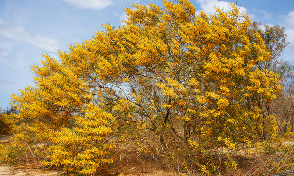 Acassia aneura bloom in brilliant yellow on sand hill Stock photo © xuanhuongho