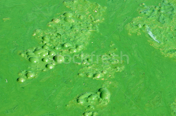 Polluted water, green algae Stock photo © xuanhuongho