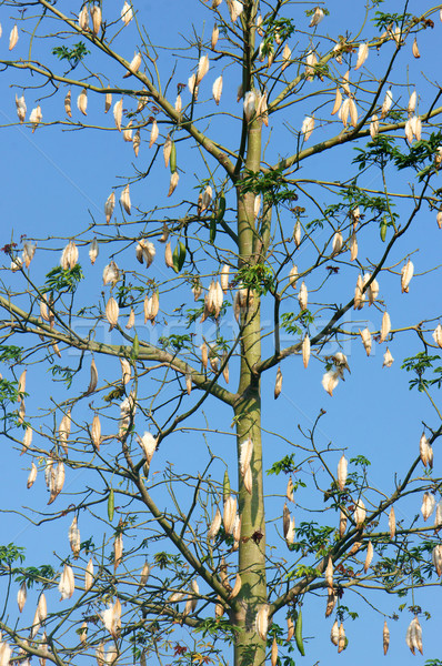 Ipek pamuk ağaç bilimsel ad mavi gökyüzü Stok fotoğraf © xuanhuongho