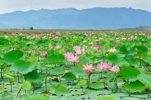Vietnam flower, lotus flower, lotus pond Stock photo © xuanhuongho