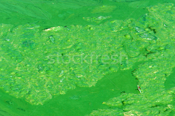 Stock photo: Polluted water, green algae