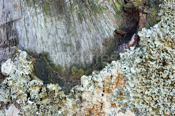 pattern, mushroom on bark, white fungus Stock photo © xuanhuongho