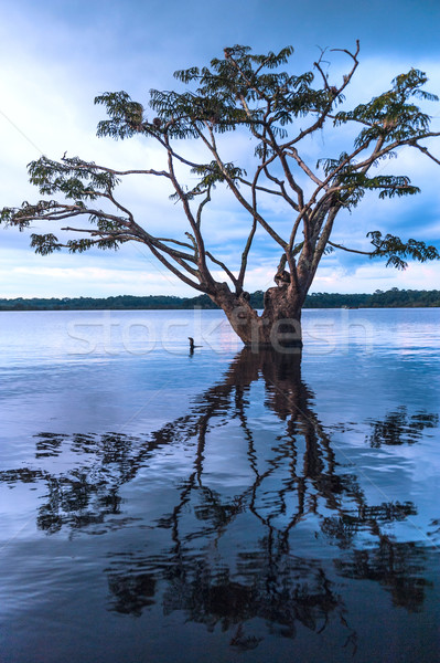 Amazonian rainforest. Laguna Grande, National Park Cuyabeno. Ecu Stock photo © xura