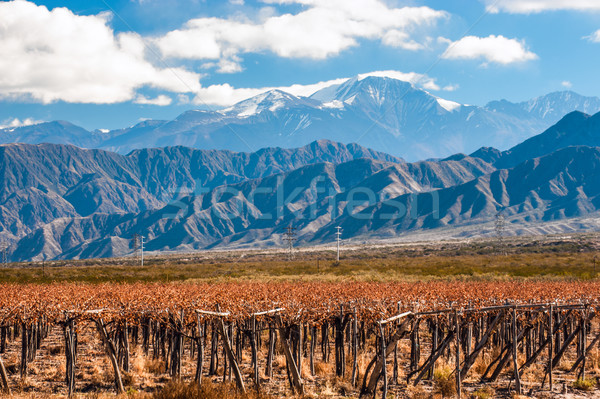 Vulkán szőlőskert hegy terjedelem bor tájkép Stock fotó © xura