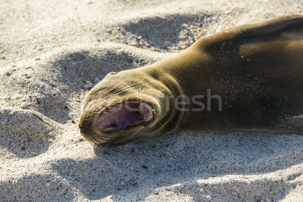Leão-marinho sol praia mar oceano Foto stock © xura