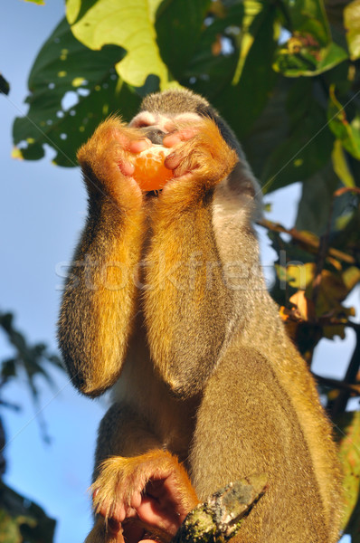 Esquilo macaco amazona floresta grama rio Foto stock © xura
