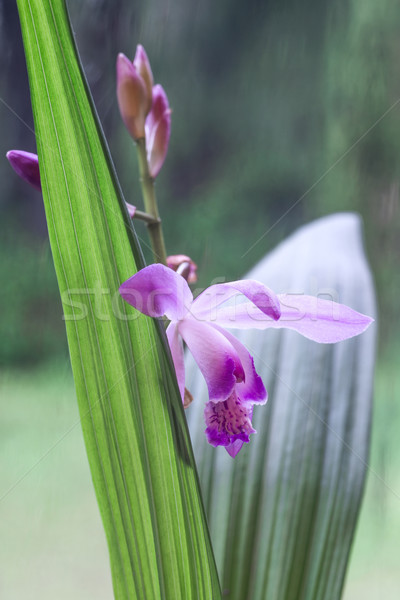 Beautiful Miniature Orchid Plant from Uruguay Just blossomed flo Stock photo © xura