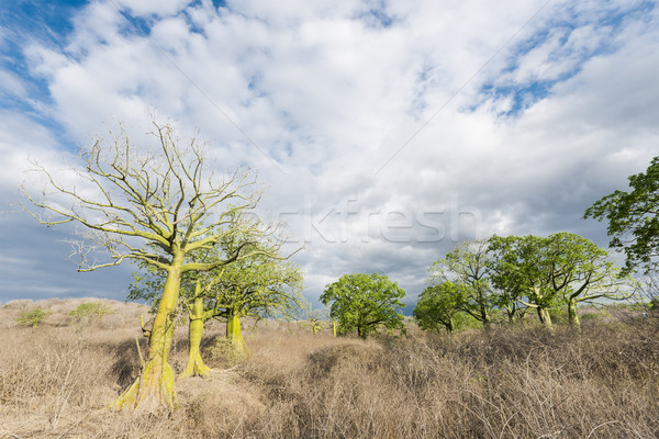 Foto stock: Gigante · árvores · para · cima · ensolarado · costa · Equador