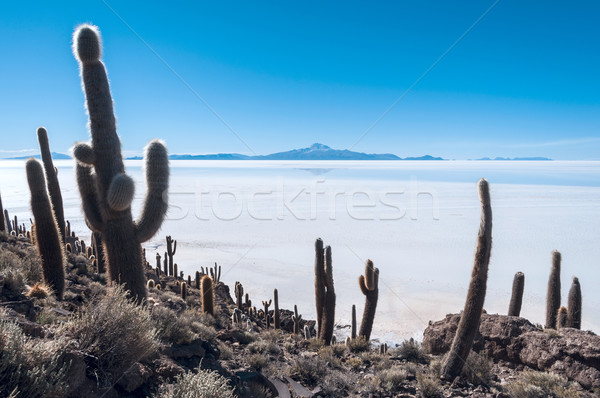 Isla de Pescadores, Salt lake Uyuni in Bolivia Stock photo © xura