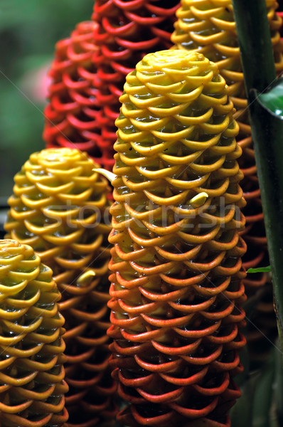 Closeup of jungle Plant, Amazonia, Ecuador Stock photo © xura