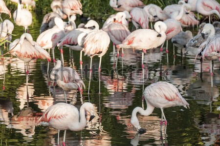 Flamingos have arrived, San Climente, Argentina Stock photo © xura