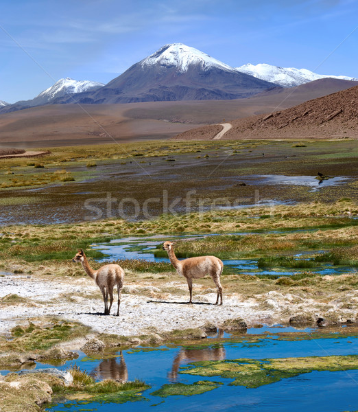 Vicuñas graze in the Atacama, Volcanoes Licancabur and Juriques Stock photo © xura