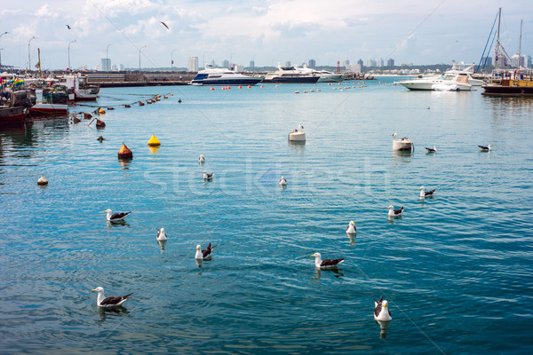Yachts and boats, Punta del Este, Uruguay Stock photo © xura