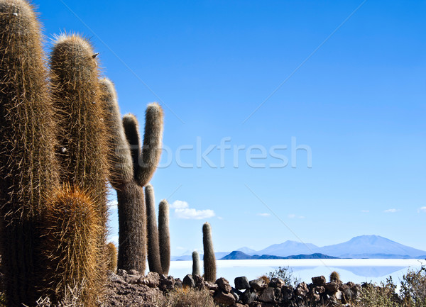Isla de Pescadores, Salt lake Uyuni in Bolivia Stock photo © xura