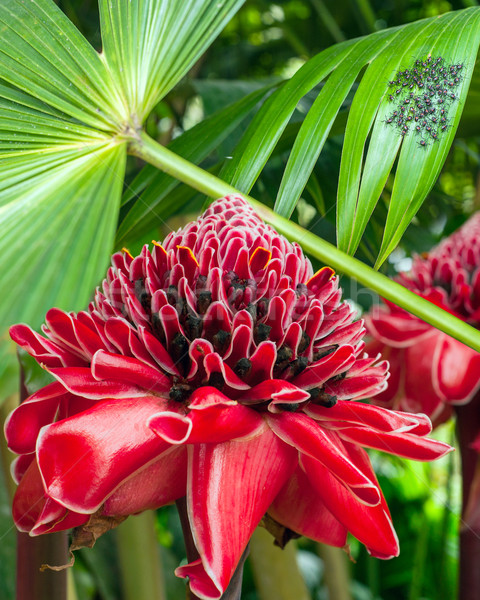 Closeup of Plant from jungle Torch Ginger, Phaeomeria Magnifica. Stock photo © xura