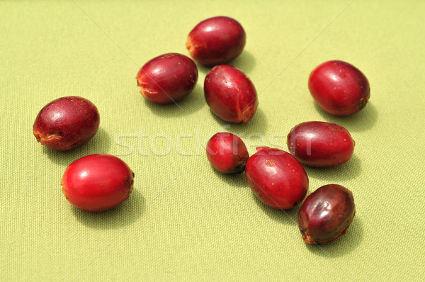 Raw coffee beans  on a coffee plantation Stock photo © xura