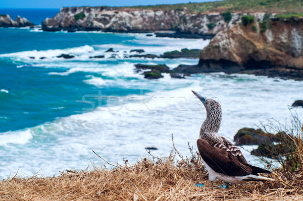 Blue-footed Booby, Ecuador Coastline, Isla de la Plata Stock photo © xura