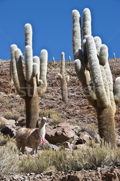 Lamas and Cacti. Paso de Jama, Andes Stock photo © xura