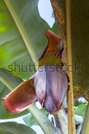 Banana flower Stock photo © xura