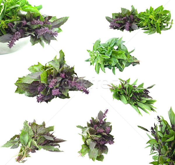 Just picked Basil  Stock photo © xura
