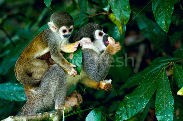 Eekhoorn aap amazon regenwoud gras bos Stockfoto © xura