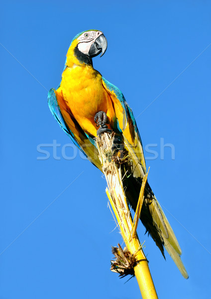 Amazonian Blue-and-yellow Macaw - Ara ararauna in front of a blu Stock photo © xura