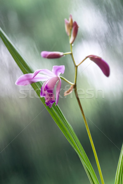 Beautiful Miniature Orchid Plant from Uruguay Just blossomed flo Stock photo © xura