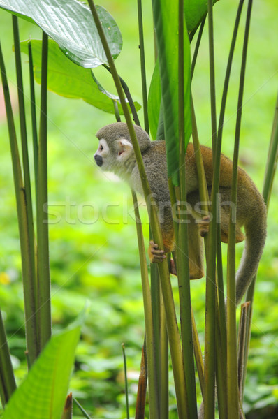 Stock photo: Squirrel Monkey in amazon rainforest