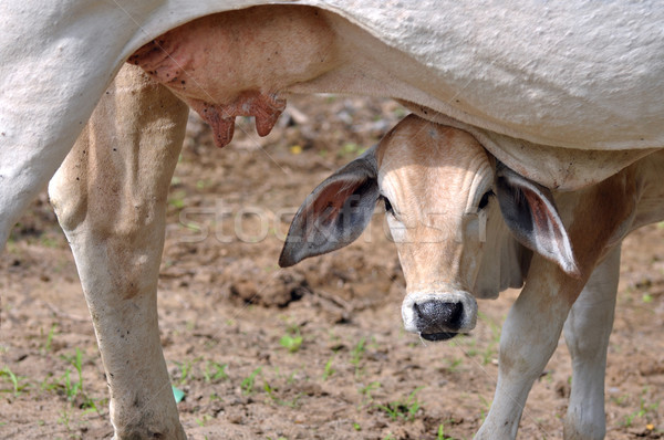 Calf looks out of his mother's udder Stock photo © xura