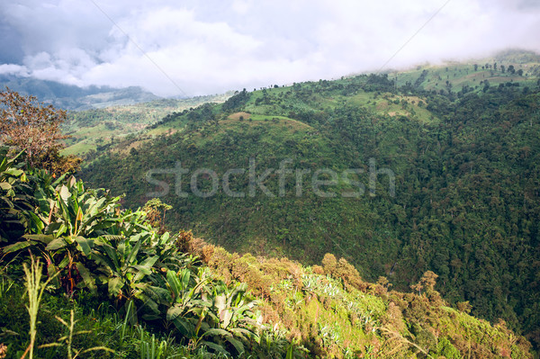 Equador céu bananas verde viajar palmeira Foto stock © xura